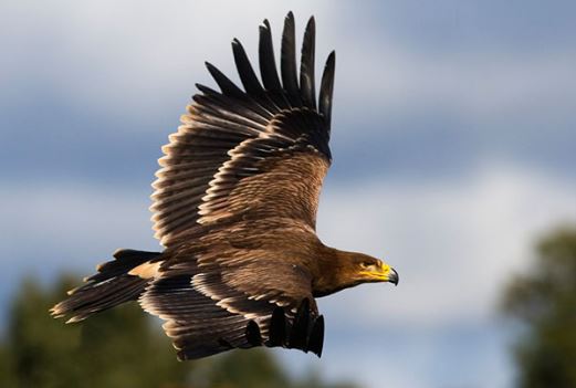 Águila Imperial Ibérica o Aquila adalberti - ? Extinción Animal 2023