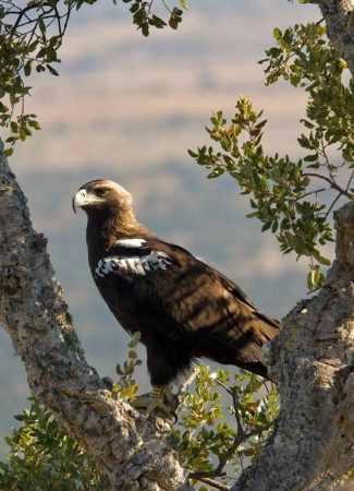 Águila Imperial Ibérica o Aquila adalberti - ? Extinción Animal 2023