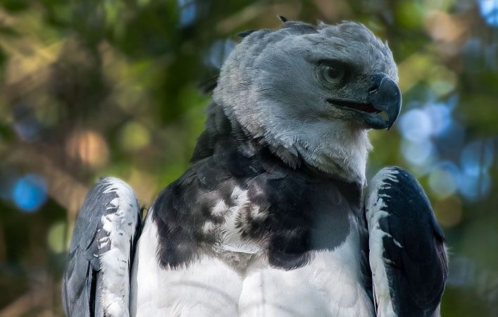 Aguila Arpia o Harpia harpyja - ? Extinción Animal 2023