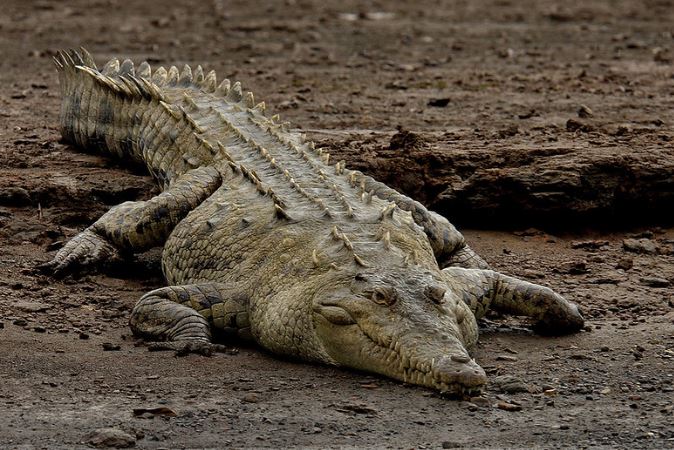 Crocodylus intermedius