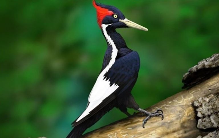 Carpintero Imperial o Campephilus imperialis - 🥇 Extinción Animal 2023