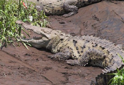 Cocodrilo de Río o Crocodylus acutus - 🥇 Extinción Animal 2023