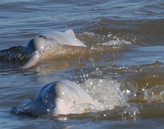 Delfín de Bolvia