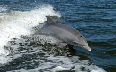 Delfín Nariz de Botella