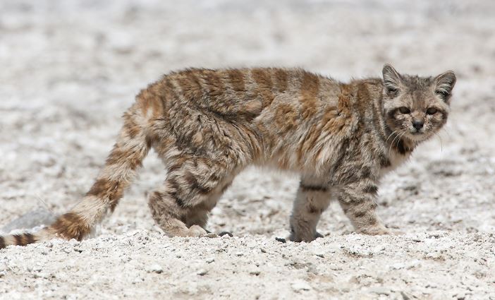 Gato Andino Leopardus jacobitus - Animal