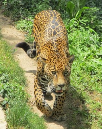 Jaguar caminando