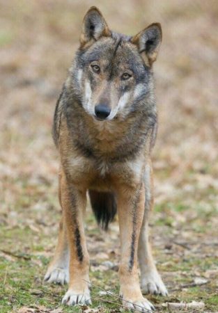 Lobo Italiano en el campo