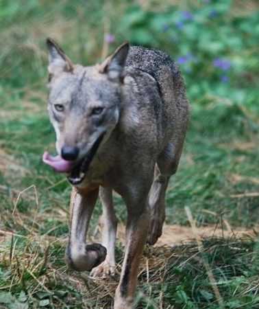 Canis lupus italicus corriendo