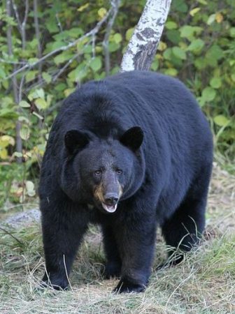 Oso Negro o Ursus americanus - 🥇 Extinción Animal 2023