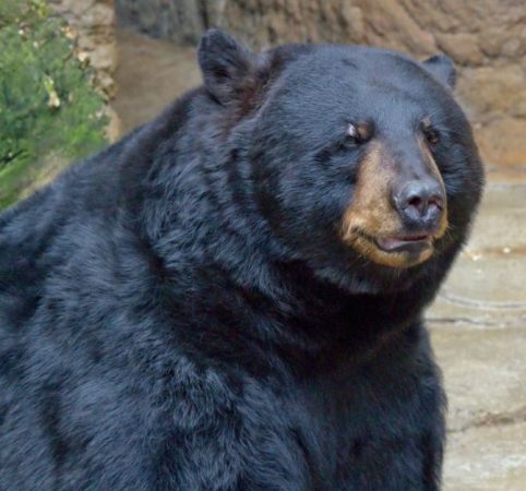 Oso Negro o Ursus americanus - 🥇 Extinción Animal 2023