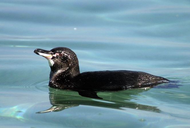 Pingüino de las Galápagos en el agua