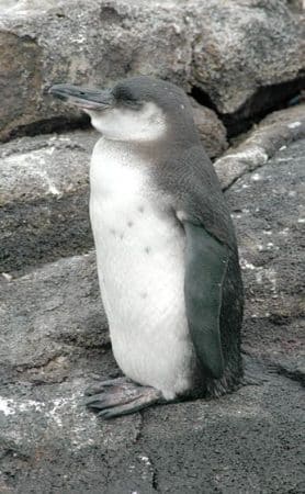 Primer plano del Pingüino de las Galápagos
