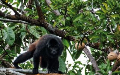 Animales en Peligro de Extinción en Brasil - ???? Extinción Animal 2023