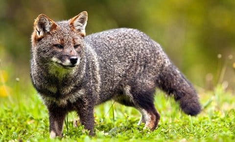 Zorro Chilote o Zorro de Darwin - 🥇 Extinción Animal 2022