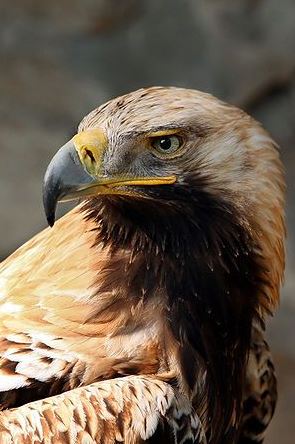 Águila ibérica